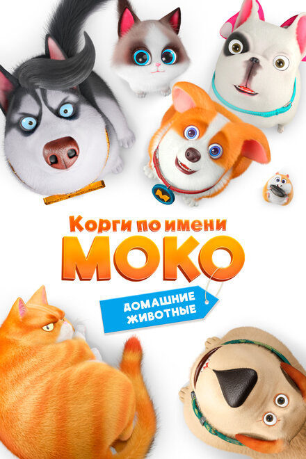 Корги по имени Моко. Домашние животные